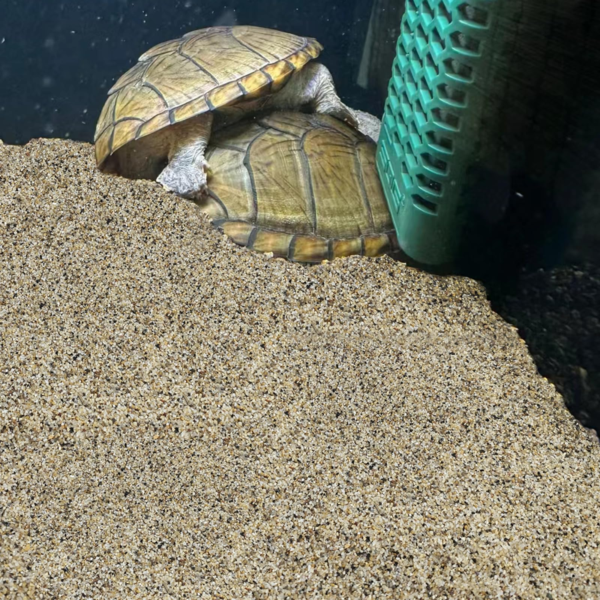 Aquarium Fish Tank Sand​ - Image 4